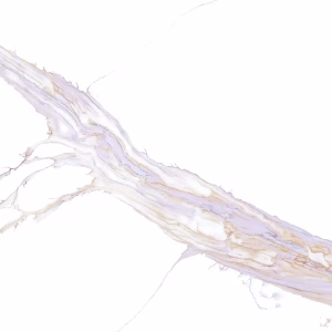 Calacatta Chenonceau